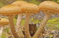 У 2022 році 9 мешканців області отруїлися грибами