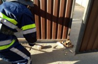 На Днепропетровщине собака застряла под воротами и не могла самостоятельно выбраться