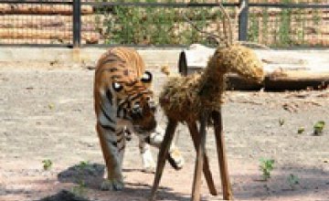 В зоопарке Одессы родились двое амурских тигров
