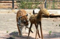 В зоопарке Одессы родились двое амурских тигров