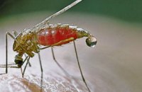В Сумскую область из Африки завезли малярию