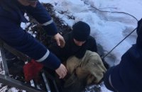 В Каменском спасатели вытащили из заброшенного погреба собаку (ФОТО)