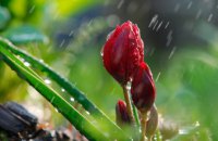 Погода в Днепре 7 мая: кратковременный дождь и гроза 