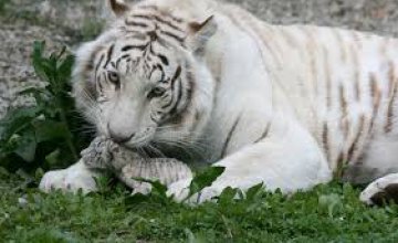 В мексиканском зоопарке посетителям показали новорожденных белых тигрят (ВИДЕО)