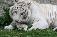 В мексиканском зоопарке посетителям показали новорожденных белых тигрят (ВИДЕО)