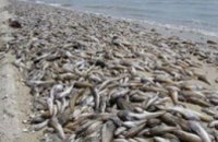 На берег Азовского моря выбросило тонны погибшей рыбы