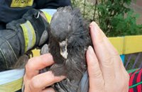 В Днепре спасатели освободили голубя, запутавшегося в проводах (ФОТО)