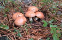 В Алуште 5 отдыхающих отравились грибами