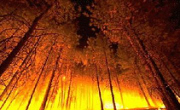 С начала года в Днепропетровской области произошло 34 лесных пожара