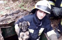 В Днепре из заброшенного погреба спасатели достали щенка (ФОТО)