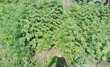 В Синельниково у ранее судимого мужчины изъяли более 100 растений мака и конопли