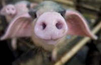 В Днепропетровской области зафиксирован случай африканской чумы: уничтожено 465 голов свиней