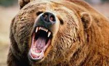В Полтавской области медведь откусил по локоть руку 12-летней девочке