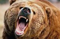 В Полтавской области медведь откусил по локоть руку 12-летней девочке