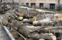 КП «Горзеленстрой»: «Ни одно из предприятий, которые незаконно сносят деревья, до сих пор не наказано»