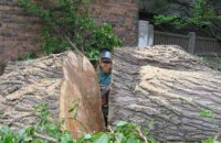 КП «Горзеленстрой» не может снести старые деревья, угрожающие жизни днепропетровцев