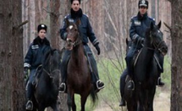 Рейды по лесхозам в Днепропетровской области: выявлено более десятка незаконно срубленных елок