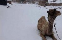 В Каире впервые за 112 лет выпал снег (ФОТО)