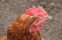 В Днепропетровской области ветеринары не обнаружили птичий грипп
