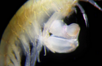 Ученые назвали в честь Элтона Джона новый вид креветки