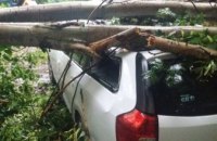 В Днепре из-за непогоды на легковушку рухнуло дерево (ФОТО)