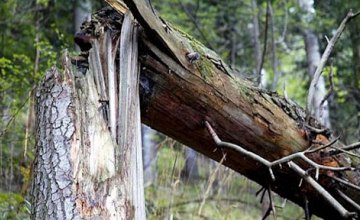 В Каменском из-за непогоды на женщину упало дерево