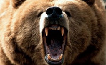 В Российском зоопарке разъяренный медведь отгрыз пятикласснику руки 