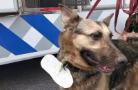 ​В Днепре нашли собаку с запиской на ошейнике (ФОТО)