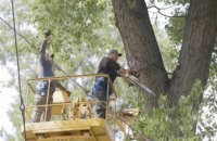 В Днепре удаляют аварийные деревья, которые мешают жизнедеятельности города и подвергают жителей опасности