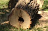 Упавшее дерево убило 45-летнего рабочего 