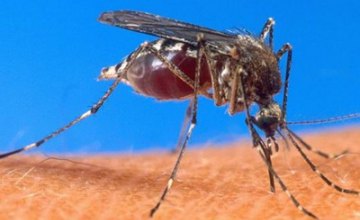 Испытания первой в мире вакцины от малярии начнутся в 2018 году, - ВОЗ