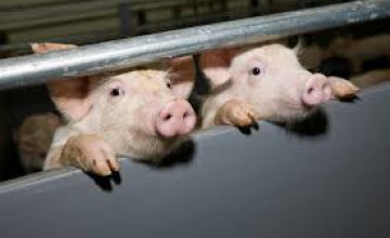 Фермеров Днепропетровщины просят усилить профилактику африканской чумы свиней