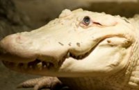 В США умер редчайший белый аллигатор