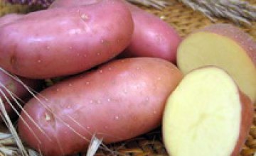 В этом году Днепропетровская область полностью обеспечит себя картошкой