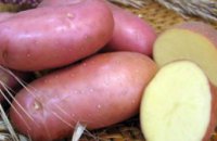 В этом году Днепропетровская область полностью обеспечит себя картошкой