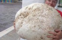 ​В Киевской области нашли гигантский гриб (ФОТО)