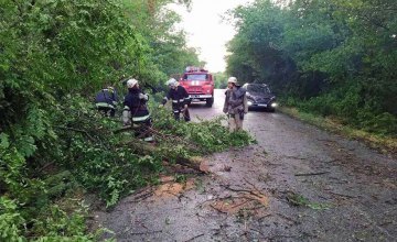 На Днепропетровщине спасатели убрали дерево, упавшее на проезжую часть дороги