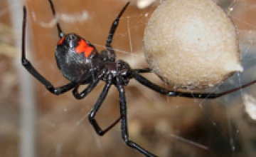 В Америке парень в прямом эфире съел двух ядовитых пауков