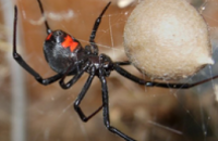 В Америке парень в прямом эфире съел двух ядовитых пауков