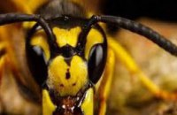 В Ровенской области 11-классник умер от укуса осы