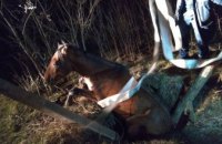 В Запорожской области лошадь упала в двухметровый заброшенный колодец (ФОТО)