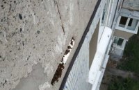 В Днепре на 5 этаже жилого дома поселился рой диких пчел (ФОТО)