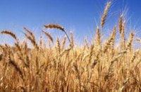 Экспорт зерна из Украины превысил 6 млн. т 