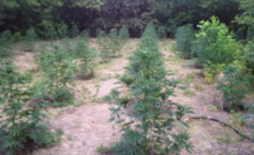 В Днепропетровской области выявлено 210 незаконных посевов наркосодержащих растений