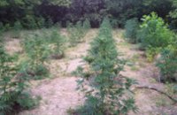 В Днепропетровской области выявлено 210 незаконных посевов наркосодержащих растений