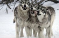 В Житомирской области людей терроризируют волки (ВИДЕО)