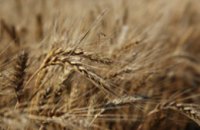 В Днепропетровской области намолотили 144 тыс т зерна