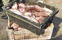 300 килограмм рыбы: в Каменском поймали двух рыбаков-браконьеров