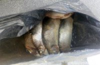 На Днепропетровщине задержали браконьера, который пытался продать возле супермаркета 15 кг рыбы 