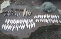 На Днепропетровщине незаконным выловом биоресурсов рыбаки нанесли ущерб в размере более 25 тысяч гривен, - Госрыбагенство